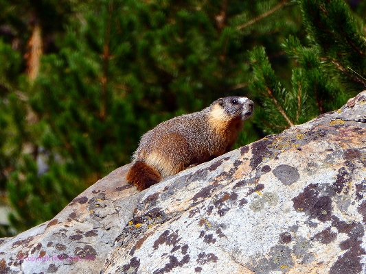 Marmot, Day 12
